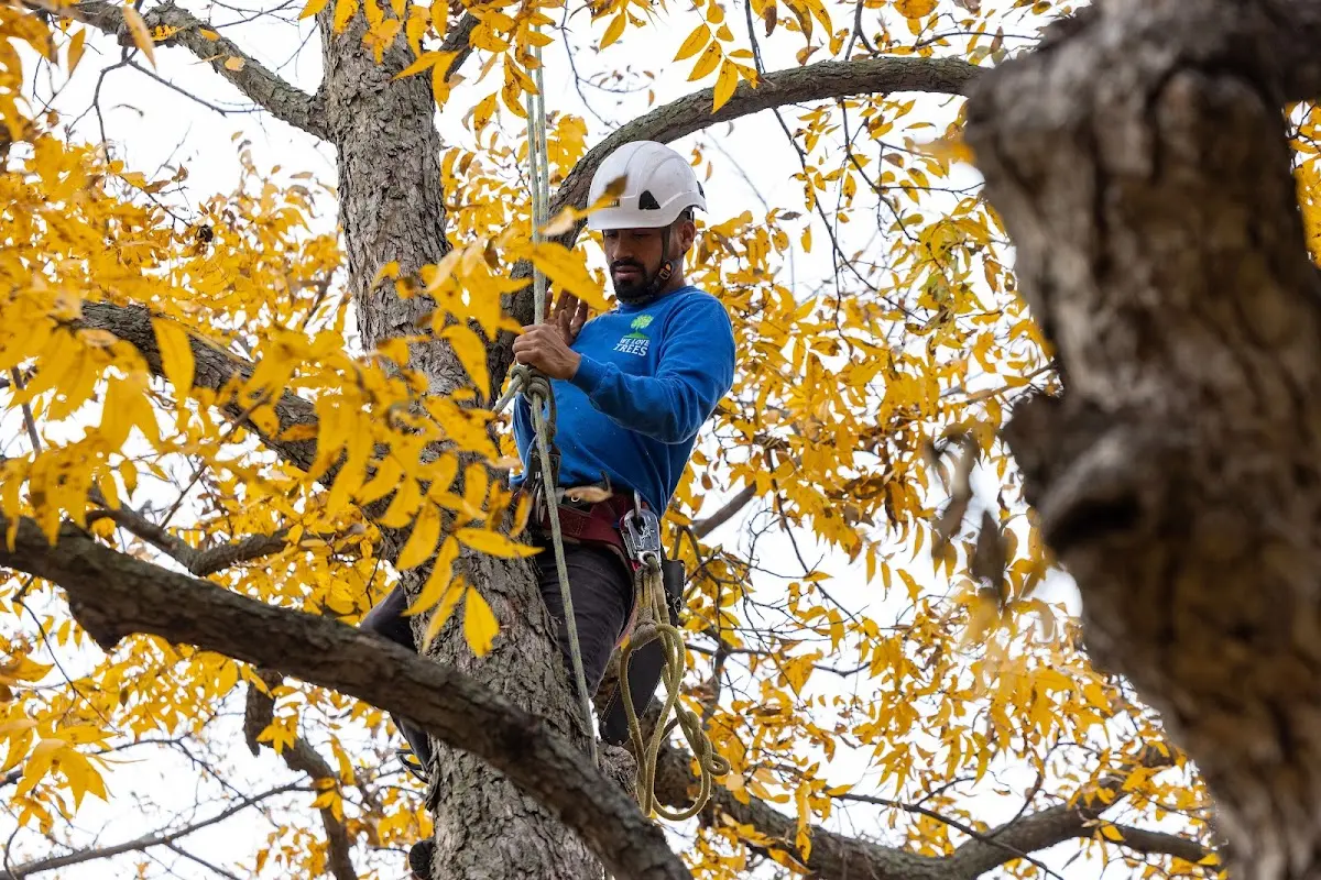 Skilled Tree Planting crew working in Sewaren